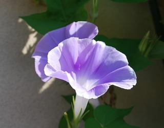 0805 002.jpg