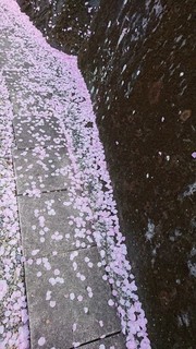 2018.4.4.jpg