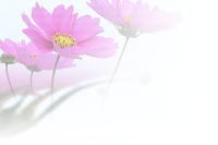 cosmos012a.jpg