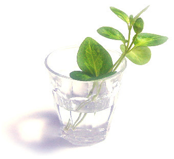 gleaf.jpg
