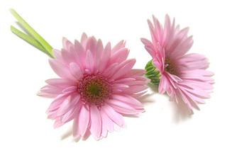 p2gerbera.jpg