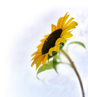 sunflower2.jpg
