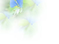 tuyukusa04a.jpg