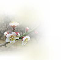 ume032a.jpg